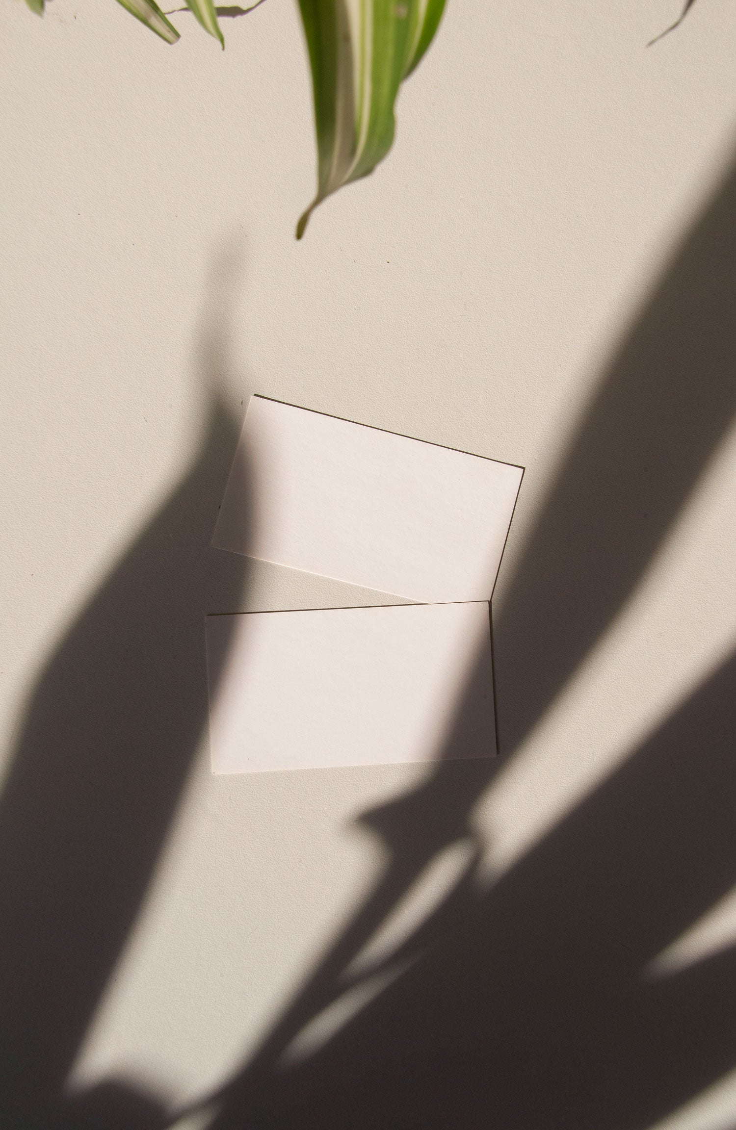 business card mockup PSD with two cards (portrait and landscape) on sunlit desk with plant shadows