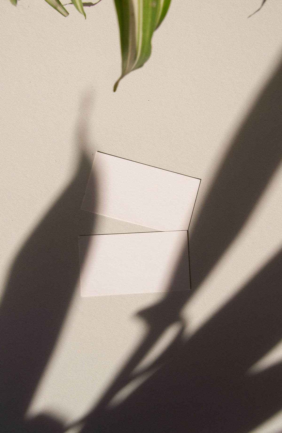 business card mockup PSD with two cards (portrait and landscape) on sunlit desk with plant shadows